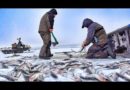 РЫБАЛКА ЧТОБЫ ВЫЖИТЬ! ОДНА ЛУНКА 100 «КРОКОДИЛОВ»! Рыбалка в Заполярье часть 9
