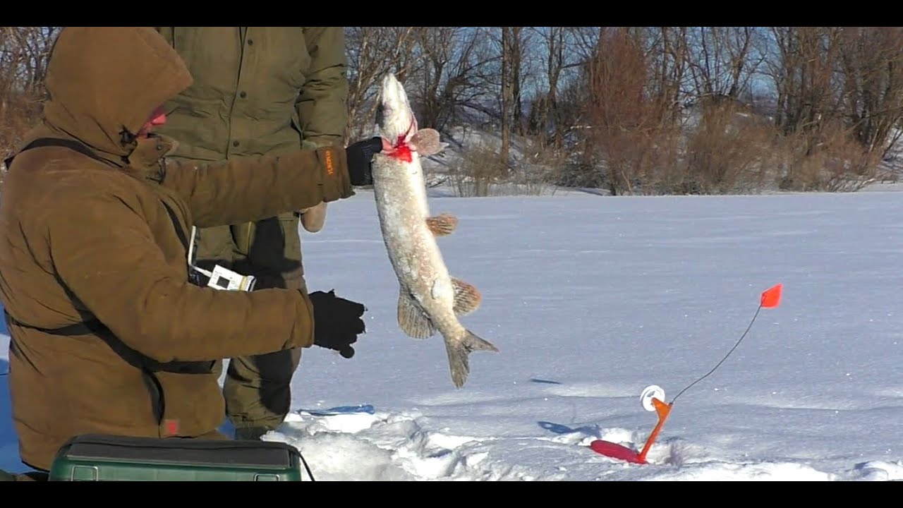 Рыбалка 62 рязань. Зимняя рыбалка на Оке. Зимняя рыбалка по последнему льду. Рыбалка на жерлицы зимой на Оке. Рыбалка в марте.